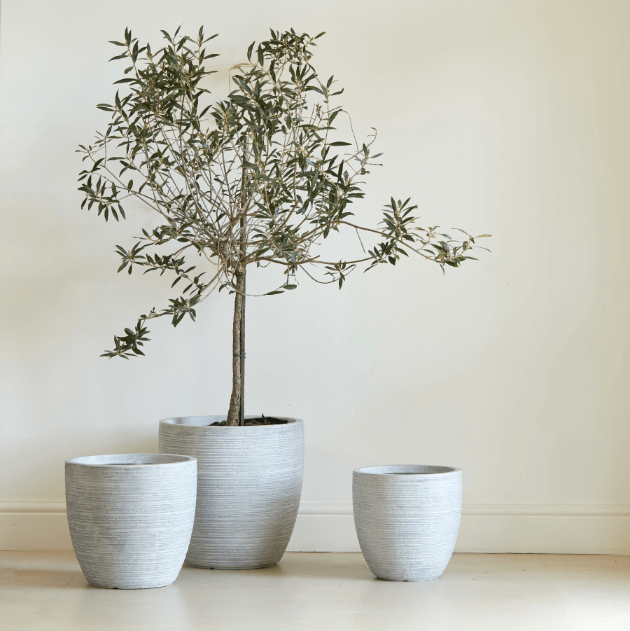 Arwen Planter