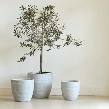 Arwen Planter